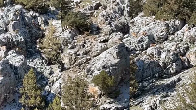 Doğanşehir'de Sarp Kayalıklarda Yaban Keçisi Sürüsü!