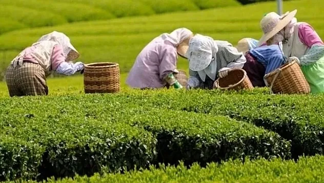 Doğu Karadeniz Topraklarında Çay Tarımının Tarihi ve Ekonomik Dönüşüm Yolculuğu