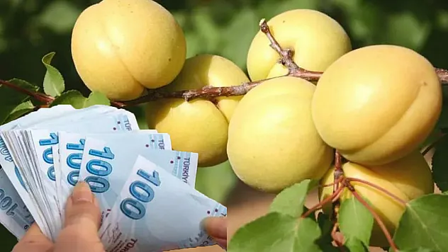 Karar Resmi Gazete'de yayınlandı: Kayısıya ne kadar ödeme yapılacak?