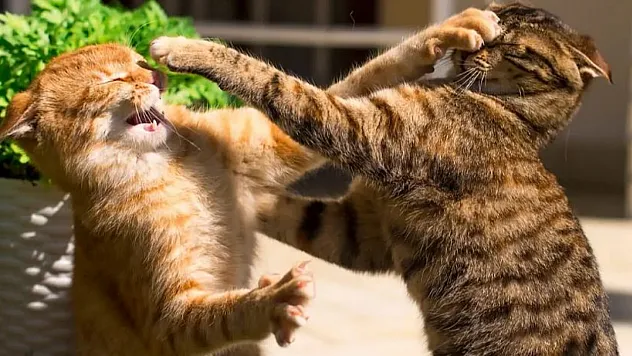 Dünya Kedilerle Dolup Taşıyor: Bilim İnsanlarından Çarpıcı Tablo