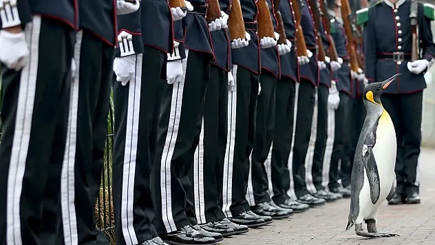 Dünya Tarihine Damga Vuran Hayvanlar ve Üstlendikleri Sıra Dışı Görevler