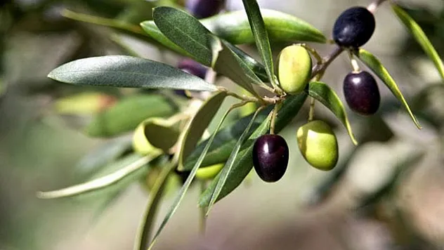 Dünyada Bir İlk: Zeytin Yaprağındaki Güçlü Bileşik Diyabetik Böbrek Hasarına Çare Olabilir