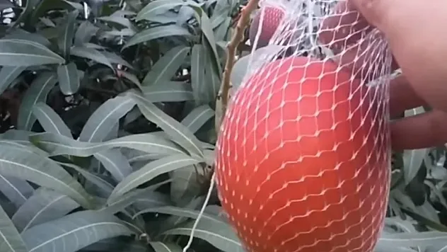 Dünyanın En Pahalı Meyvesi Rekor Fiyata Satıldı
