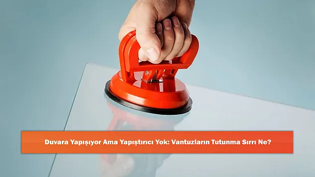 Duvara Yapışıyor Ama Yapıştırıcı Yok: Vantuzların Tutunma Sırrı Ne?