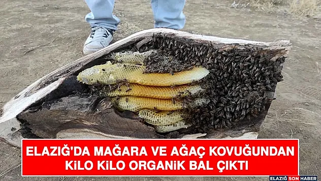 Elazığ'da Doğanın Gizli Hazinesi: Mağara ve Ağaç Kovuklarından Kilo Kilo Bal Çıktı