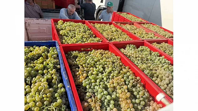 Elazığ'da Don Felaketi Üzümü Vurdu: Rekoltede Yüzde 80'e Varan Düşüş Üreticiyi Zorluyor