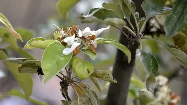 Elazığ'da İlginç Doğa Olayı: Elma Ağacı Sonbaharda Çiçek Açtı