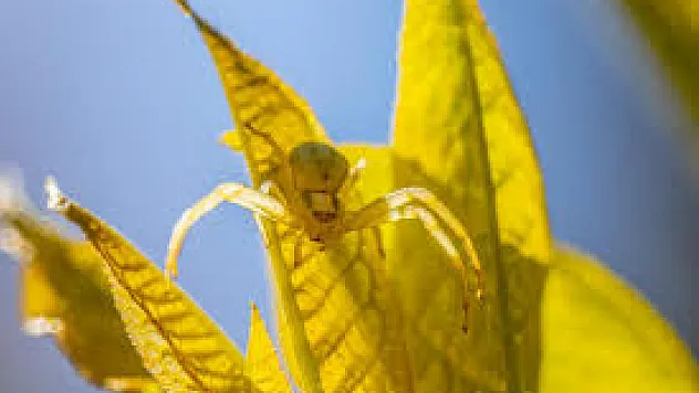 Elazığ'da Sürpriz Karşılaşma: Sarı Yengeç Örümceği Çiçeklerde Kamufle Olarak Görüntülendi