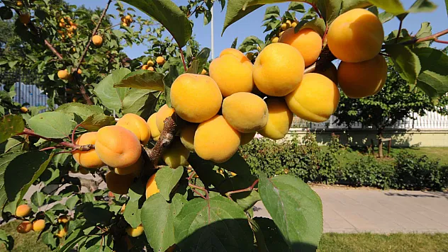 Elazığlı Vekiller Tescil İçin Birleşti, Malatya Vekilleri Ortada Yok!