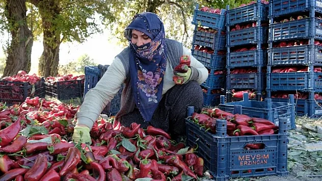 Erzincan'da Genç Ziraat Mühendisinin Serasında 100 Tonluk Üretim Hedefi Gerçekleşti