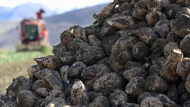 Erzurum'da Şeker Pancarı Bereketi: Ekim Alanı Rekor Seviyeye Ulaştı