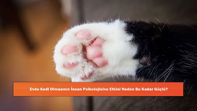 Evde Kedi Olmasının İnsan Psikolojisine Etkisi Neden Bu Kadar Güçlü?