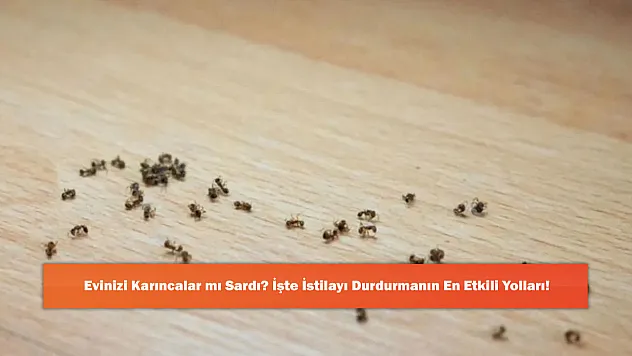 Evinizi Karıncalar mı Sardı? İşte İstilayı Durdurmanın En Etkili Yolları!
