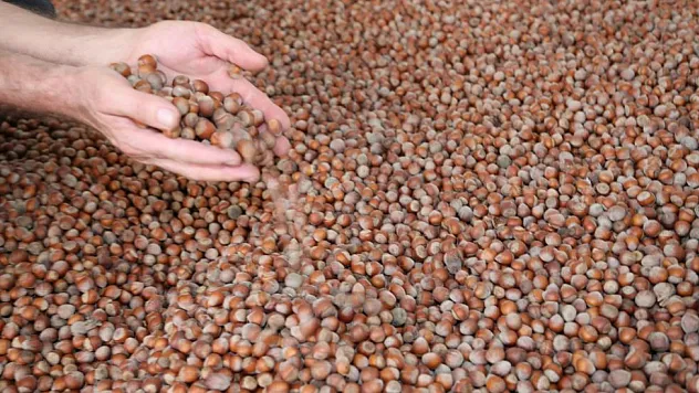 Fındıkta Zorlu Sezon: Yüksek Maliyetler Üreticinin Belini Büküyor