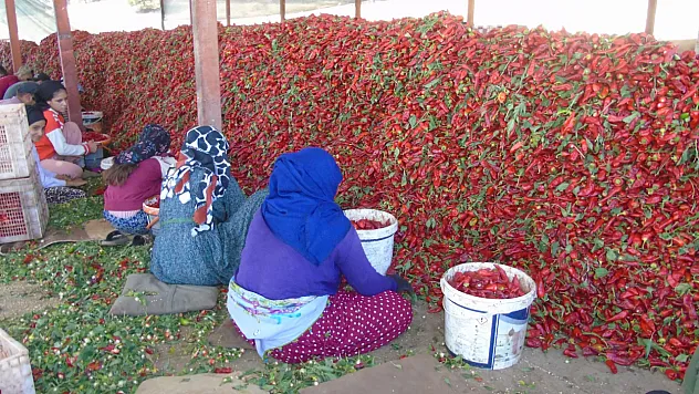 Gaziantep'te 'Acı' Mesai Başladı: 43 Bin Tonluk Rekolte Bekleniyor
