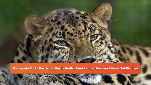 Gezegenin En Az Rastlanan Büyük Kedisi Amur Leoparı Koruma Altında Şekilleniyor