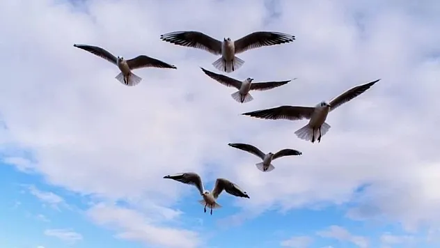 Gökyüzünün Kusursuz Trafik Düzeni ve Kuşların Havada Çarpışmama Sırrı