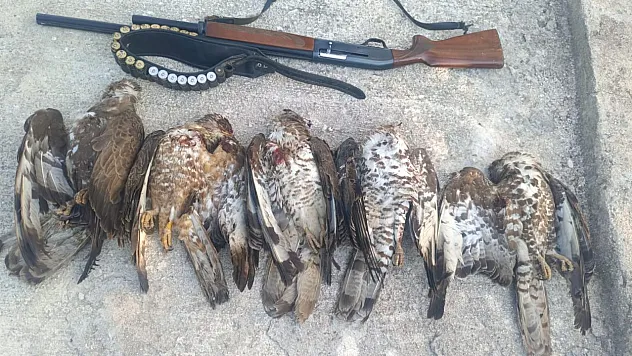 Hatay'da Arı Şahini Avına Rekor Ceza: 1 Milyon 330 Bin Lira
