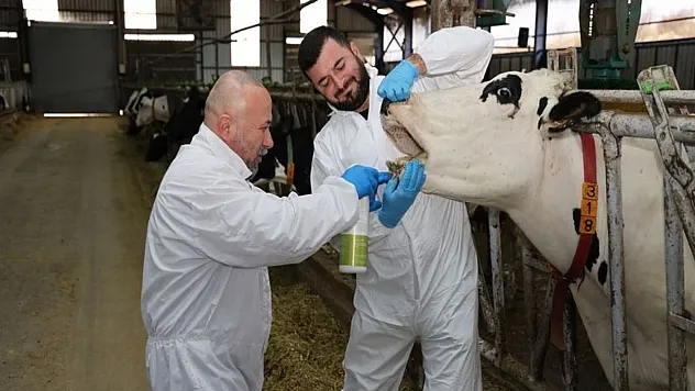 Hayvancılık Sektöründe Şap Hastalığına Karşı Bitkisel Devrim Başladı