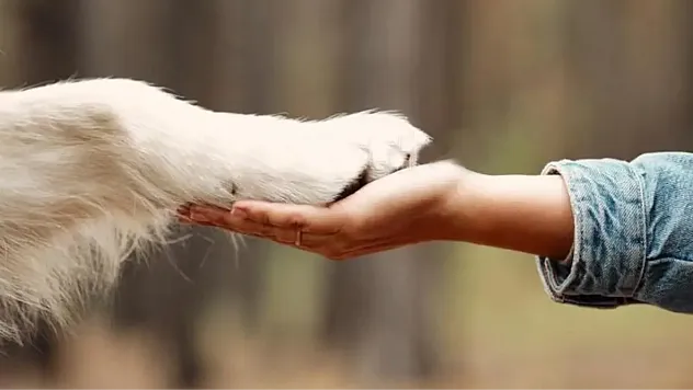 Hayvanları Koruma Gününde Tüm Dünyada Ortak Ses: Doğaya ve Canlılara Saygı
