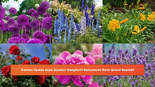 Haziran Ayında Açan Çiçekler Hangileri? Bahçelerde Renk Şöleni Başladı!