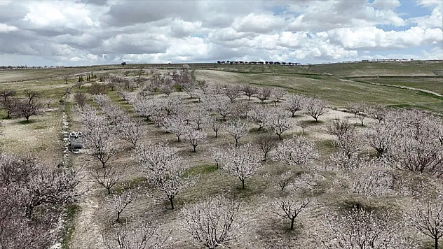 Hekimhan'da 1850 Rakımda Kayısı Çiçekleri Açtı, Bahçeler Renklendi