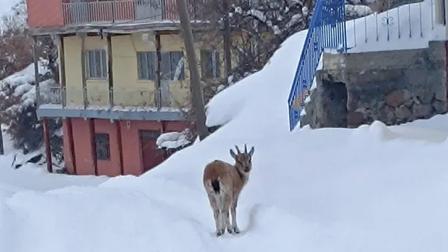 Hekimhan'da Yavru Dağ Keçisi Köye İndi