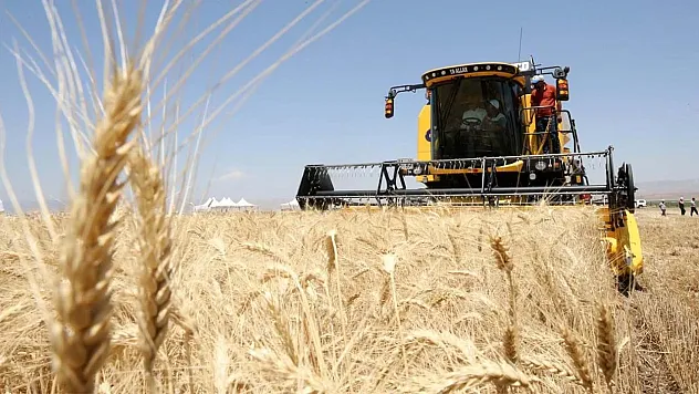 Hububat Piyasasında Sessiz Haftanın Özeti: 25 Kasım Güncel Buğday, Arpa ve Mısır Fiyatları Açıklandı