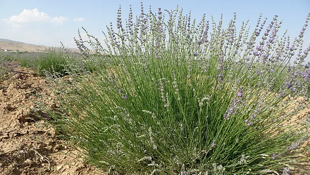 İnternet sayesinde lavanta üreticisi oldular