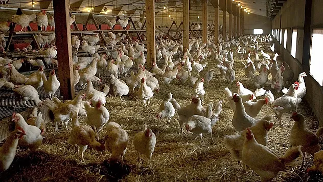 'İspanya'da Kuş Gribi Krizi Derinleşiyor: 2 Milyondan Fazla Kümes Hayvanı İtlaf Edildi, Ülke Alarmda'