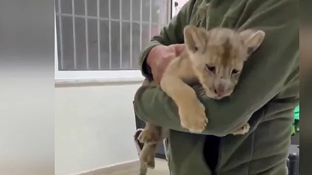 İstanbul'da Şoke Eden Operasyon: Veteriner Kliniğinde Yavru Aslan Ele Geçirildi