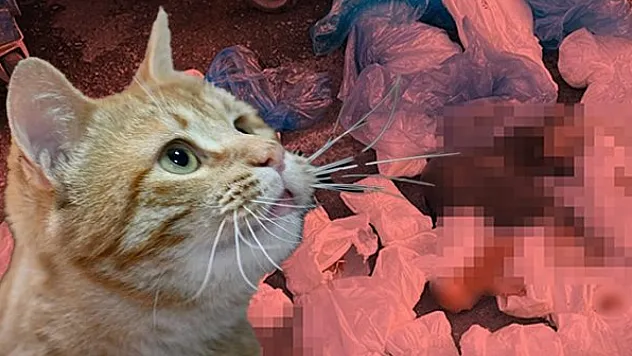 İzmir'de 33 Kedinin Ölümü Sonrası Şok Karar! Veteriner Hekim Tutuklandı