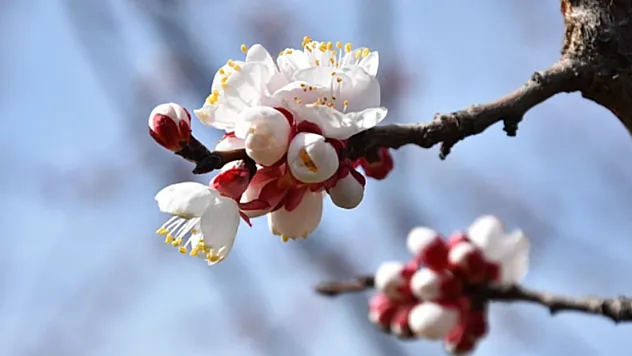 Kale'de Kayısı Ağaçları Mevsime Meydan Okuyor: Çiftçiyi Tedirgin Eden Görüntü!