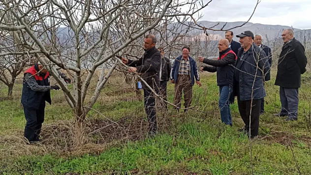 Kale'de Meyve Üreticisine Budama Dersi: Yanlış Budama Verimi Düşürüyor!