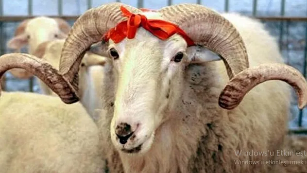 Kamu Çalışanlarına Müjde! Kurban Bayramı Tatili Açıklandı