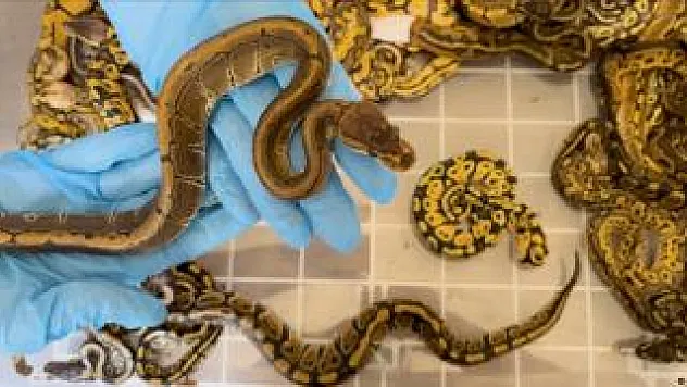 Kapıkule'de Kaçakçılık Operasyonu! 67 Canlı Piton Ele Geçirildi