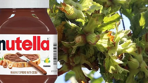 Karadeniz'de Fındık Krizi Derinleşiyor: Ferrero Alımları Durdurdu, Üretici Beklemede