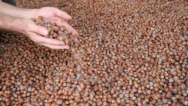 Karadeniz Fındığından Ülke Ekonomisine Milyar Dolarlık Katkı