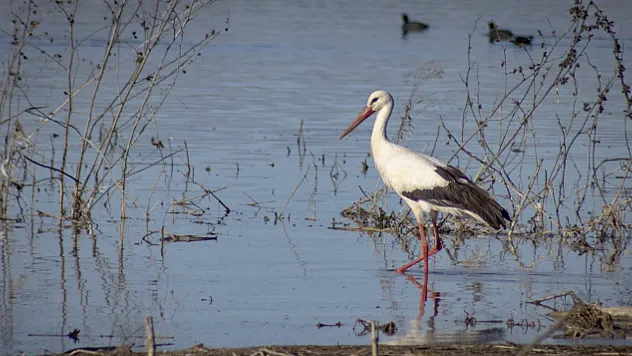 Karakaya Barajı'nda Bahar Mesaisi: Göç Yolundaki Leylekler Yuvalarına Döndü!