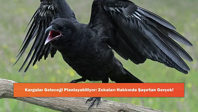 Kargalar Geleceği Planlayabiliyor: Zekaları Hakkında Şaşırtan Gerçek!