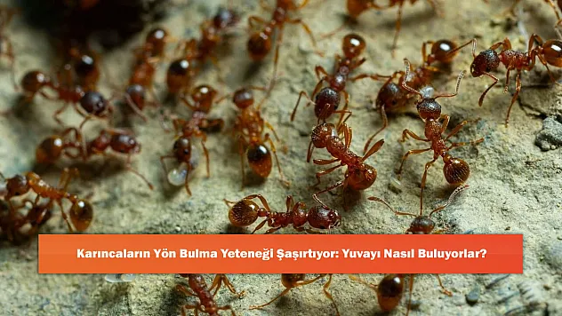 Karıncaların Yön Bulma Yeteneği Şaşırtıyor: Yuvayı Nasıl Buluyorlar?