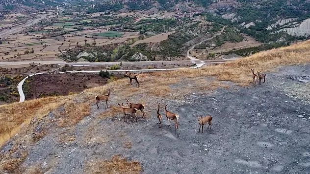 Kastamonu'da Muhteşem Doğa Anı: Kızıl Geyikler Sürü Halinde Görüntülendi
