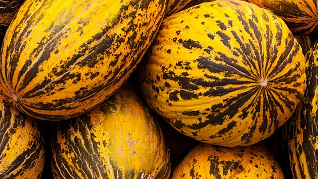 Kavunun Tadını Zirvede Yakalamanın Sırrı Ortaya Çıktı: Çiftçilerden Tatlı Meyve Seçme Rehberi
