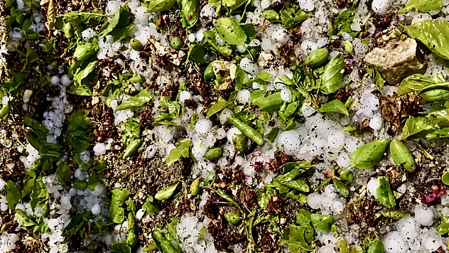 Kayısı  Ağaçlarını Dolu Vurdu! Darende'de Hasar Büyük