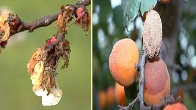Kayısı Bahçelerinde Gizli Tehdit: Monilya İki Yıl Ürün Aldırmayabilir