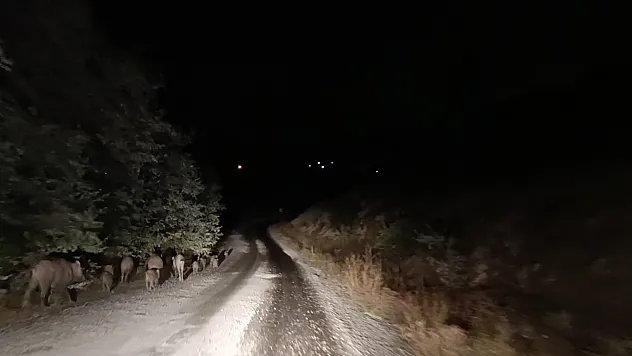 Kayısı bahçesinde domuz sürüsü görüntülendi