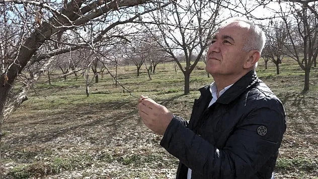 Kayısı Üreticisine Kötü Haber: Rekolte Beklentisi Düştü!