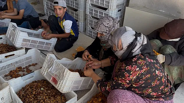 Kayısıda Tüccar Oyunu! Fiyatlar Dibi Gördü