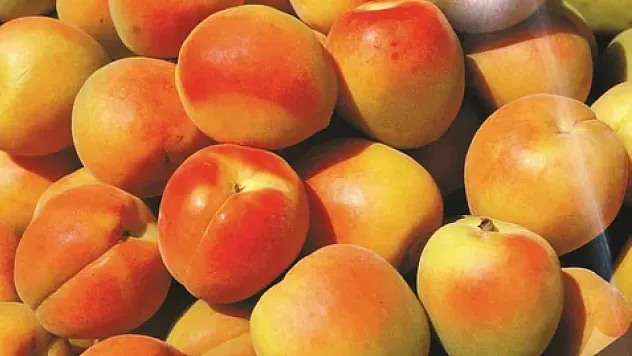 Kayısının Sağlığa Etkileri ve Günlük Tüketim Rehberi: Ne Kadar Kayısı Yeterli?