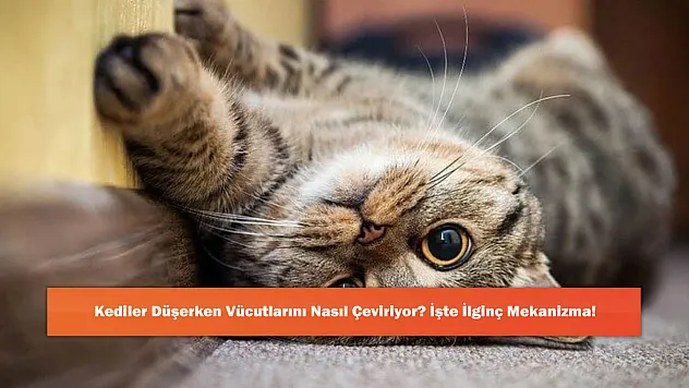 Kediler Düşerken Vücutlarını Nasıl Çeviriyor? İşte İlginç Mekanizma!